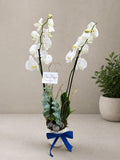 ORQUIDEA SENCILLA LUZ