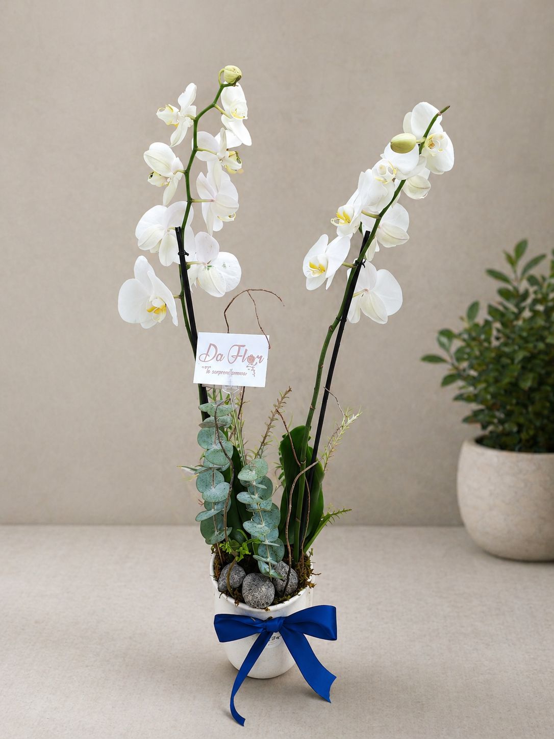 ORQUIDEA SENCILLA LUZ